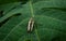 Epepeotes uncinatus on a papaya leaf,Â species ofÂ beetleÂ in the familyÂ cerambycidae